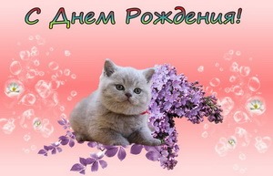 С днём рождения, котик, сирень