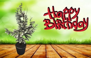 Открытка Happy Birthday, денежное дерево