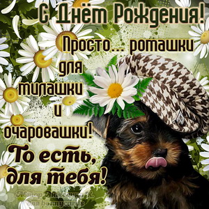 Милый пёсик в беретике с ромашками для девушки