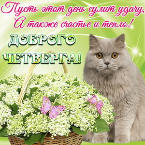Открытка с цветами и красивым котом