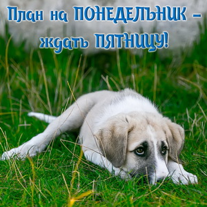 Грустная собачка ждёт пятницу