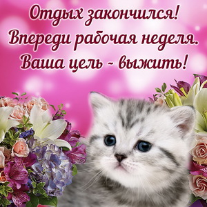 Недовольный котик на фоне цветов
