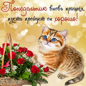 Букет роз и котик на красивом фоне