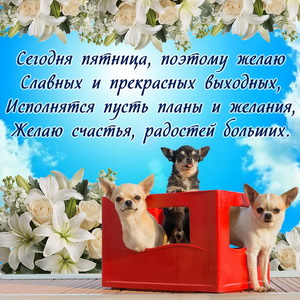 Милые собачки желают прекрасных выходных