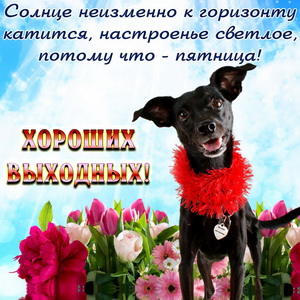 Собачка желает хороших выходных