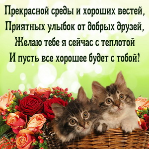 Котята и пожелание прекрасной среды