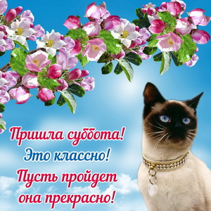 Открытка с котиком и цветущей веткой