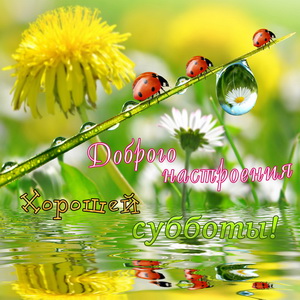 Божьи коровки на красивом фоне