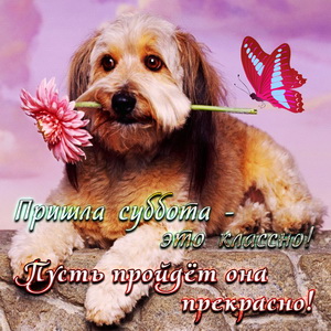 Красивая собачка с цветочком в зубах