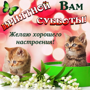 Котята желают Вам приятной субботы
