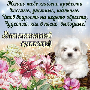 Пёсик в корзинке и пожелание на субботу