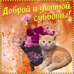 Котик желает доброй и уютной субботы