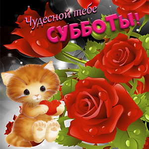 Котёнок на фоне красивых красных роз