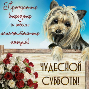 Забавная собачка желает чудесной субботы
