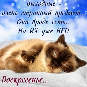 Открытка на воскресенье с красивым котиком