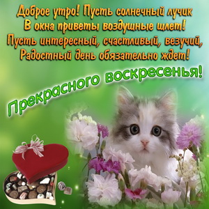 Милый котик желает прекрасного воскресенья