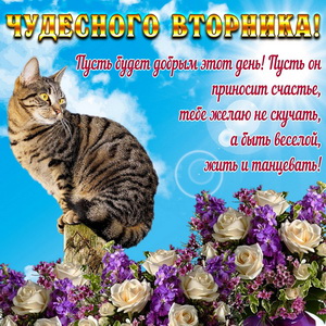 Милый котик желает чудесного вторника