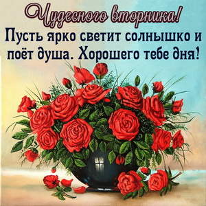 Красивый букет роз для чудесного вторника
