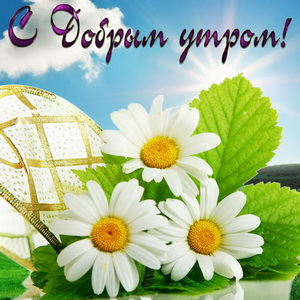 Ромашки на фоне голубого неба