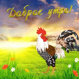 Петушок желает Вам доброго утра
