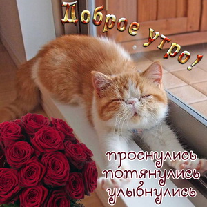 Картинка с милейшим котиком и красными розами