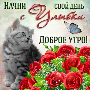 Открытка на доброе утро с котиком и букетом роз