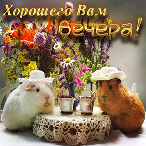 Две морские свинки в шляпках пьют чай