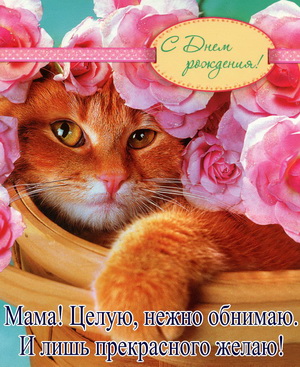 Рыжий котик в корзине с розами