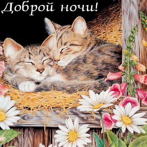 Открытка доброй ночи со спящими котятами
