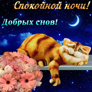 Прикольный кот желает добрых снов