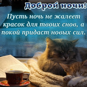Котики спящие у окна в каплях дождя