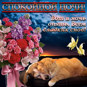 Котик и собачка желают спокойной ночи
