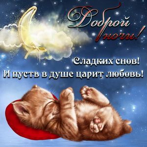 Милый котёнок желает спокойной ночи