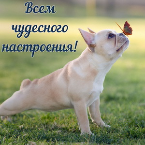 Забавный песик с бабочкой на носу