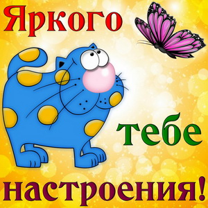 Котик желает тебе яркого настроения
