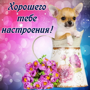 Собачка в красивом оформлении