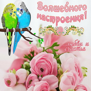 Открытка с попугаями и розами