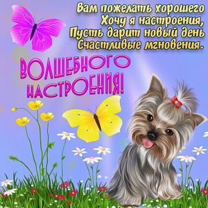 Картинка с собачкой и бабочками