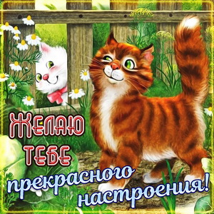 Открытка с котиками для прекрасного настроения