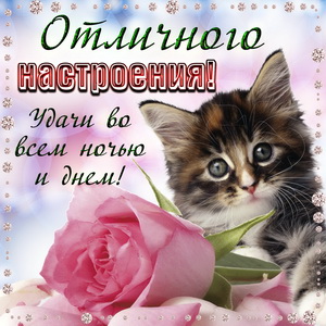 Открытка с котёнком для отличного настроения