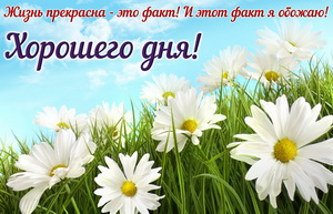 Ромашки и пожелание хорошего дня