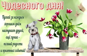 Собачка желает чудесного дня