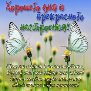 Открытка с бабочками на цветках