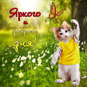 Котёнок желает яркого и доброго дня