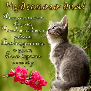 Красивый котик на фоне природы