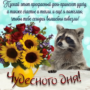 Красивый енотик с пожеланием чудесного дня