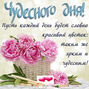 Розовые цветы и пожелание чудесного дня