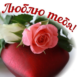 Красивая роза для любимой