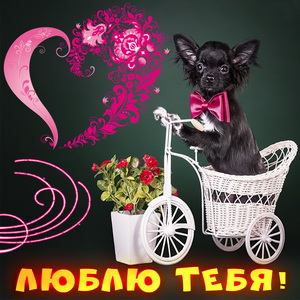 Забавная собачка на велосипеде любимому