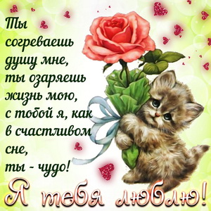 Котёнок с розой и признание в любви
